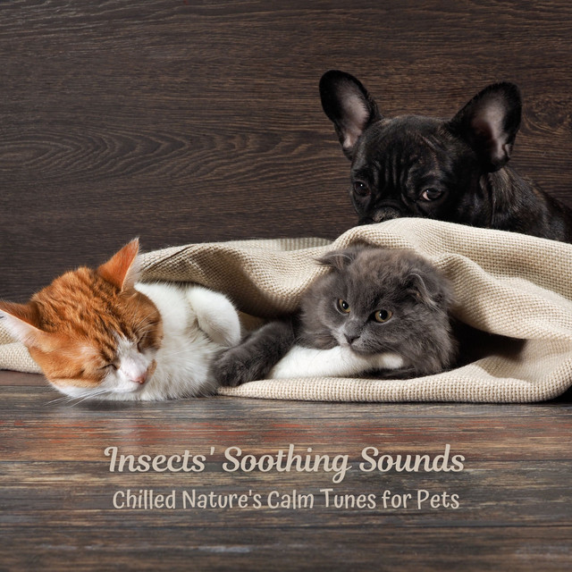 Insects' Soothing Sounds: Chilled Nature's Calm Tunes for Pets - Album ...