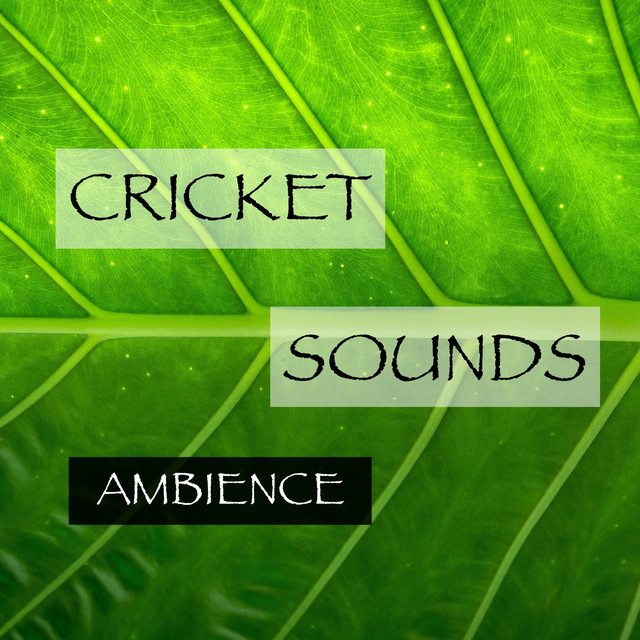 Cricket Sounds Ambience cover art