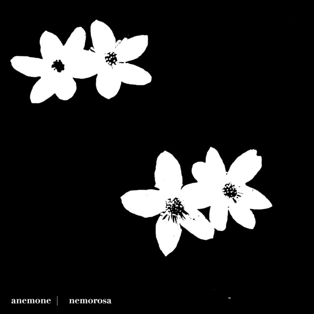 Anemone