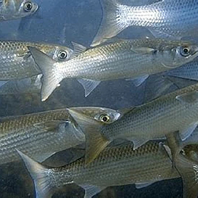 Grey Mullet / Scup cover art