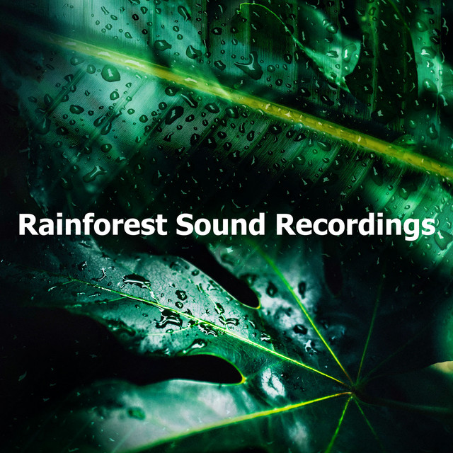 Rainforest Sound Recordings - Album by Calming Rainforest Sounds | Spotify