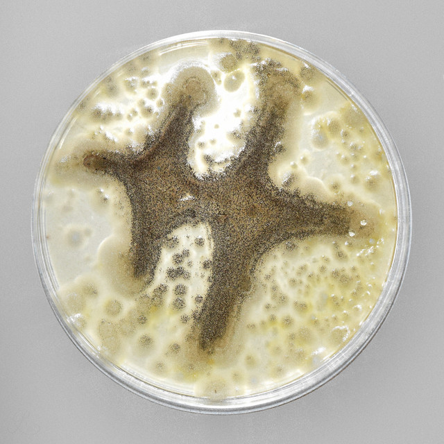 Solar 9 Fender cover art