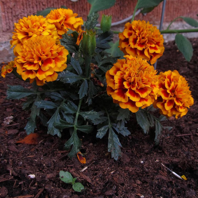 Frail When They Bloom cover art