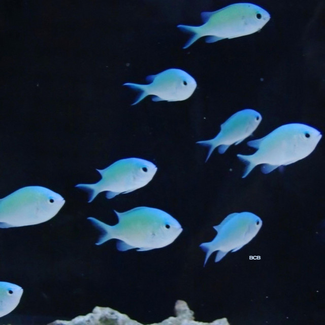 Aquatic Acoustics cover art