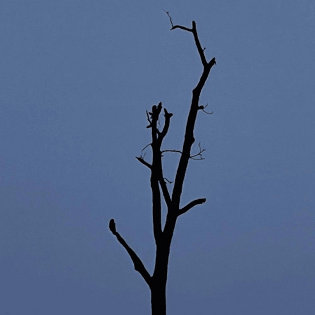 thread cover art