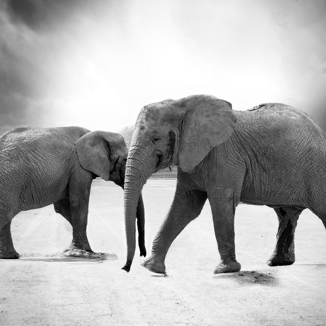 Elephant Circle cover art