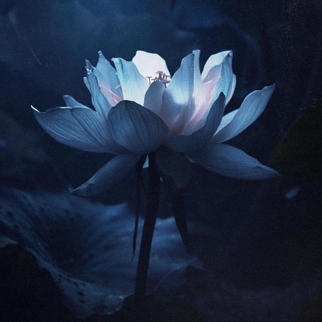 dusk cover art