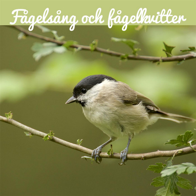 Fågelsång och fågelkvitter cover art