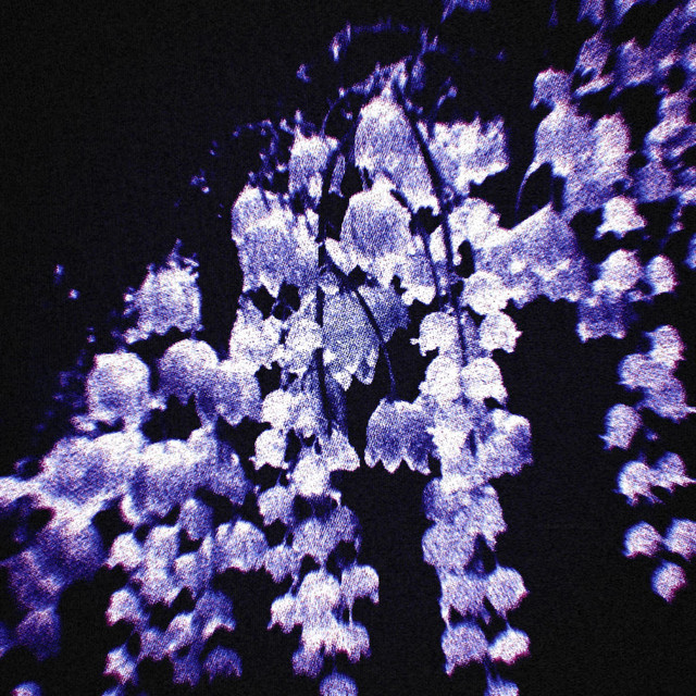 Lillium cover art