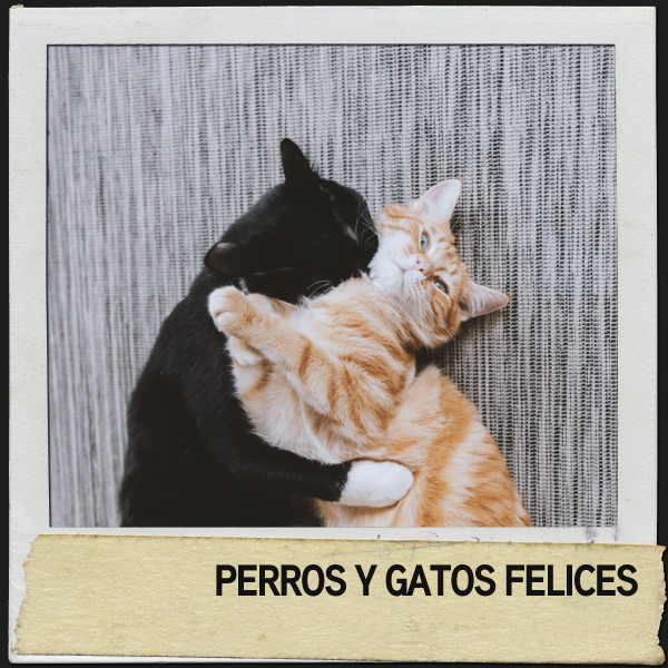 Perros y Gatos Felices: sonidos relajantes para amigos peludos cover art
