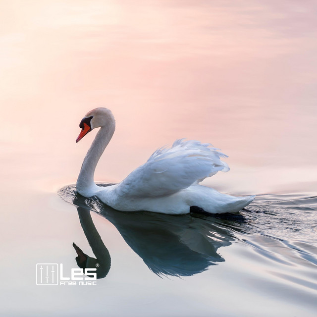 Обкладинка: Calm Bird — Lesfm