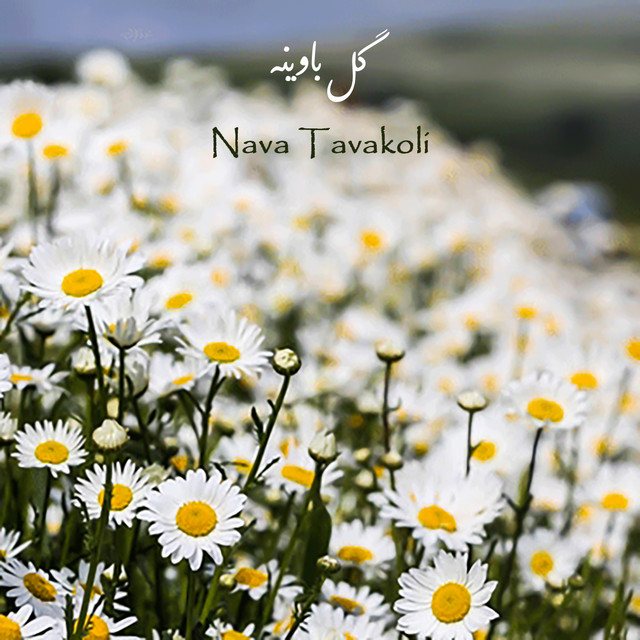 Nava Tavakoli