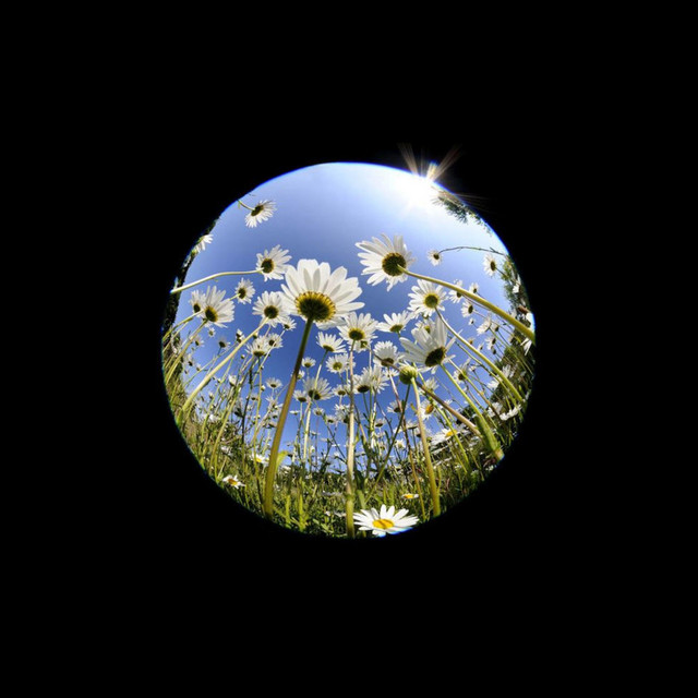 sunshine & daisies cover art