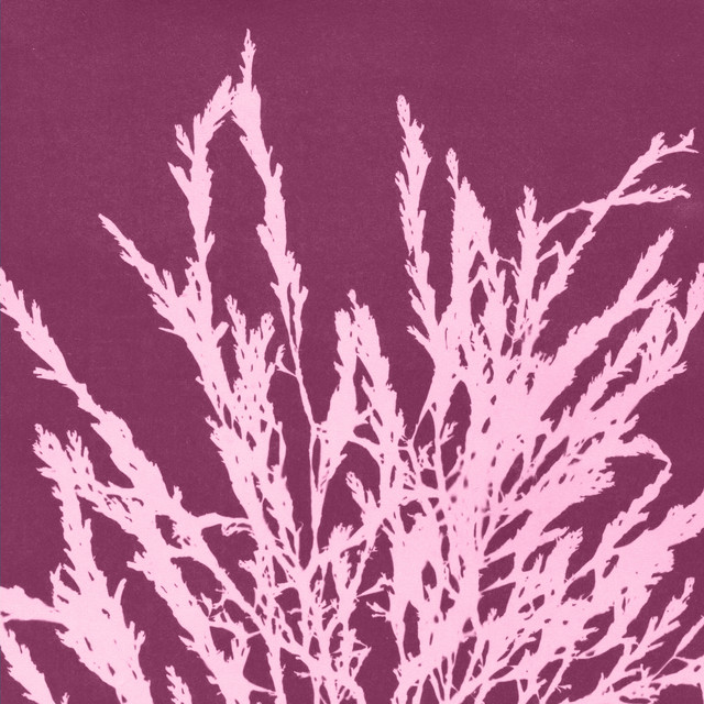 Es Desastre cover art