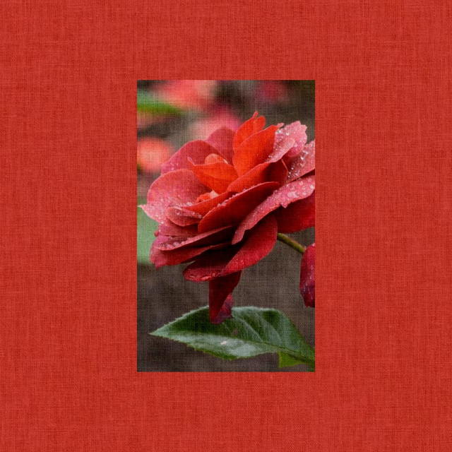 rosa cover art