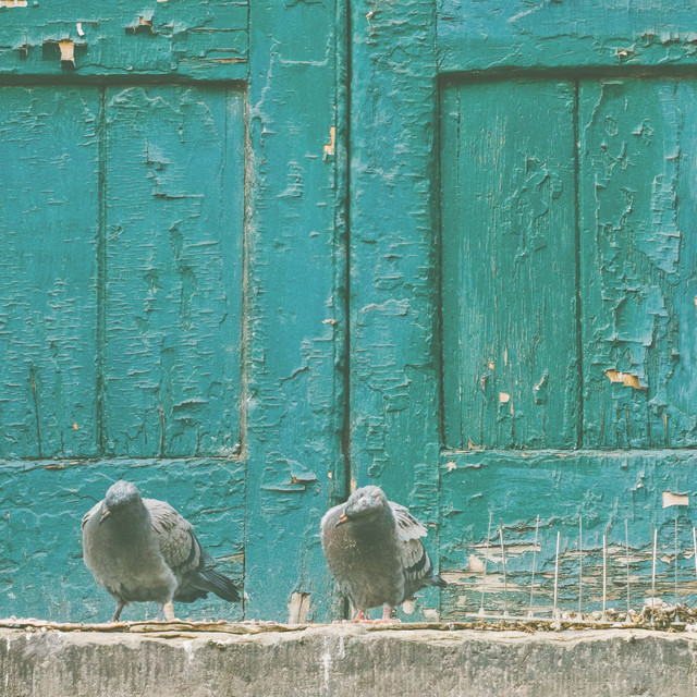 Bpm And Key For Songs By Flightless Birds Tempo For Flightless Birds