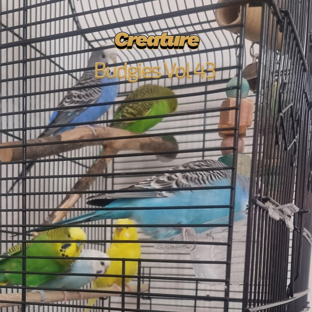Budgies, Vol. 43 cover art
