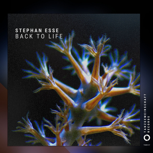 First Lights cover art
