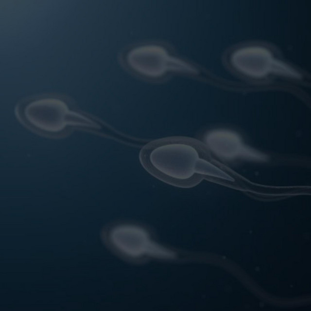 SPERMOWE PRZEBOJE cover art