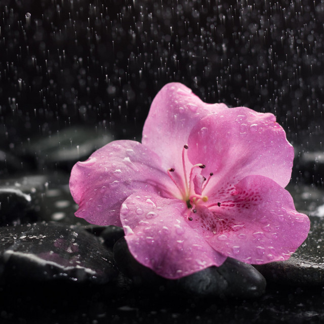 Rainy Study Break Reflections: Music for Stress Relief cover art