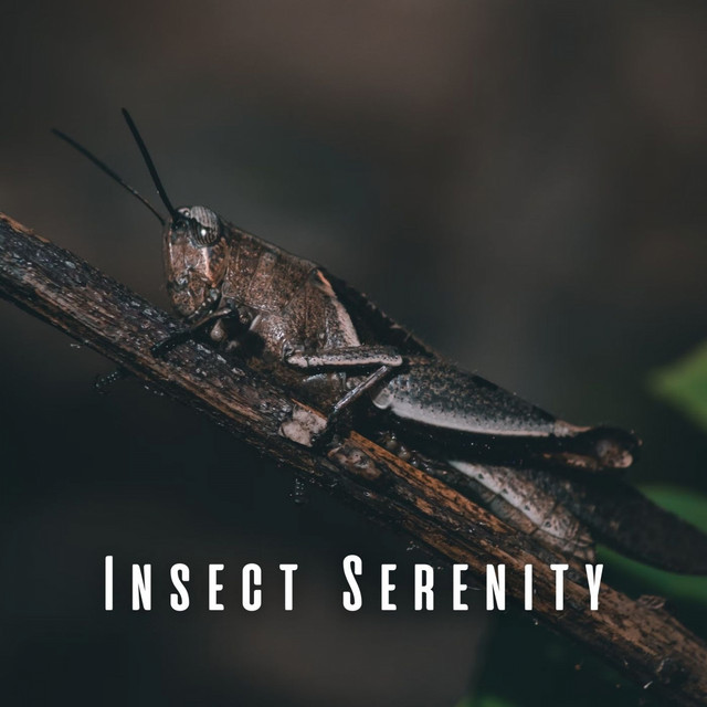 Insect Serenity: Meditative Ocean Waves with Chill Music - Album by ...