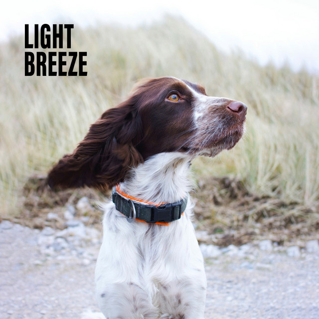 Light Breeze cover art