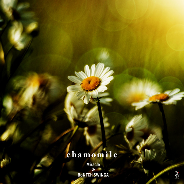 chamomile cover art
