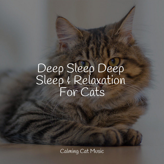 Deep Sleep Deep Sleep & Relaxation For Cats - Album by Cat Music | Spotify