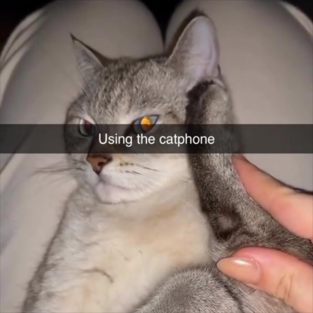 Catter chatter cover art