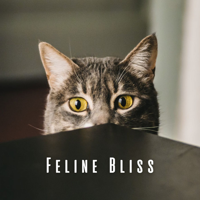 Feline Bliss: Delightful Cat's Purrs cover art