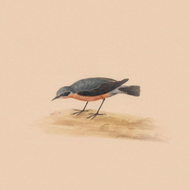ROBIN cover art