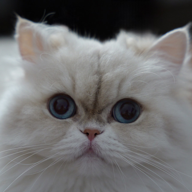 Обкладинка: Гучніше — PUSSBLUDS