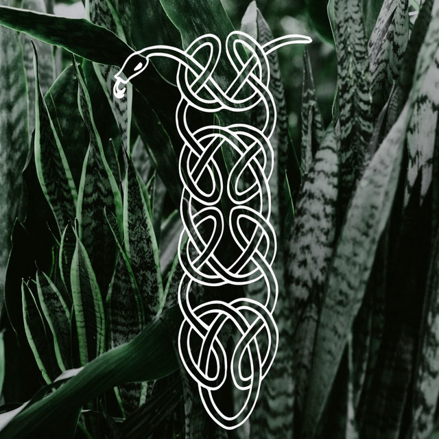 Sansevieria