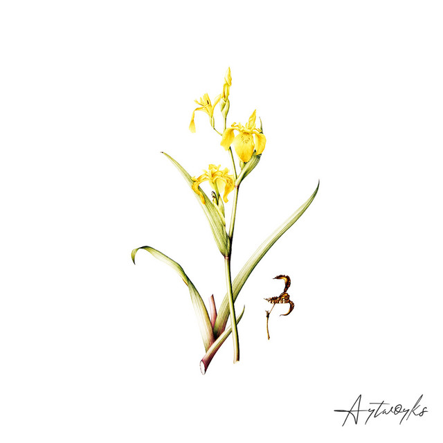 Itinerant album art