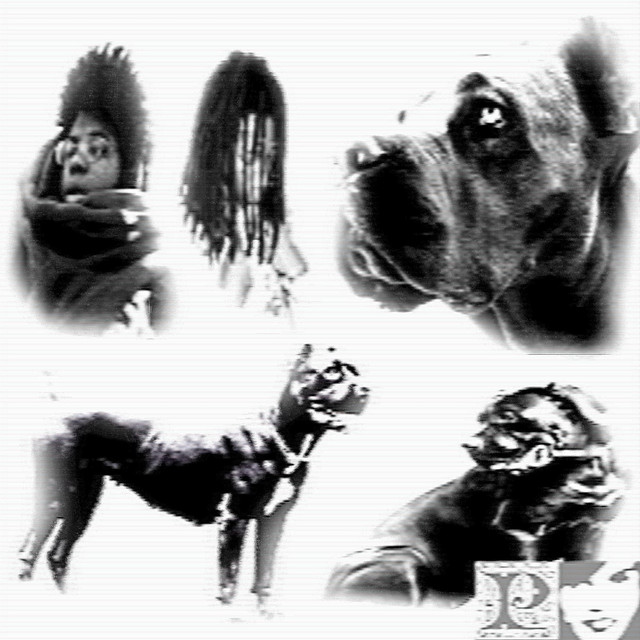CANE CORSO