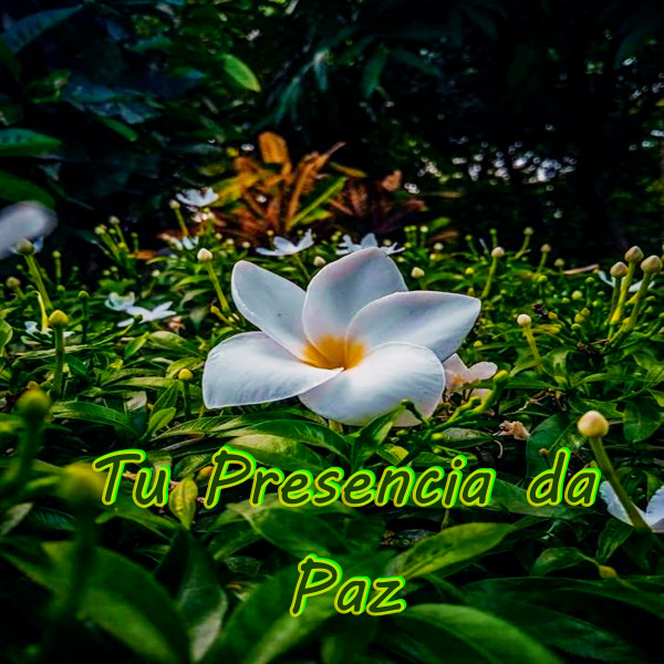 Tu Presencia da Paz cover art