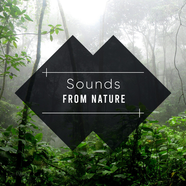 19 Meditation Sounds from the Natural World cover art