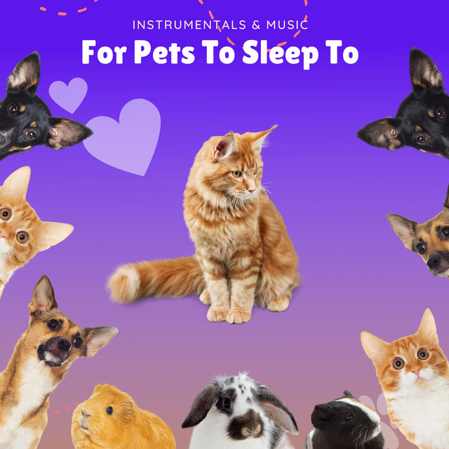 Instrumentals & Music For Pets To Sleep To - Album by Pet Music Therapy ...
