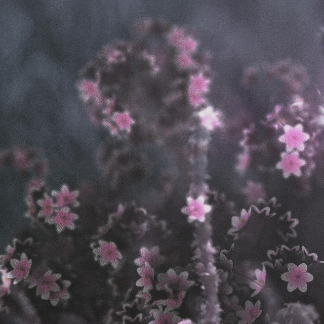 Transience cover art
