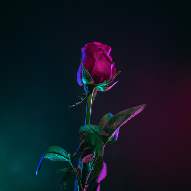 XXXI cover art
