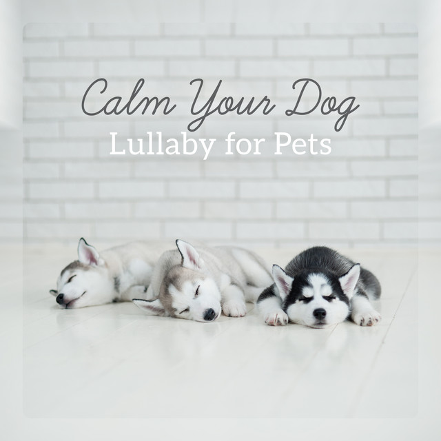 Calm Your Dog: Lullaby for Pets - Anti Anxiety, Inner Peace, Deep Relaxation Soothing Music cover art
