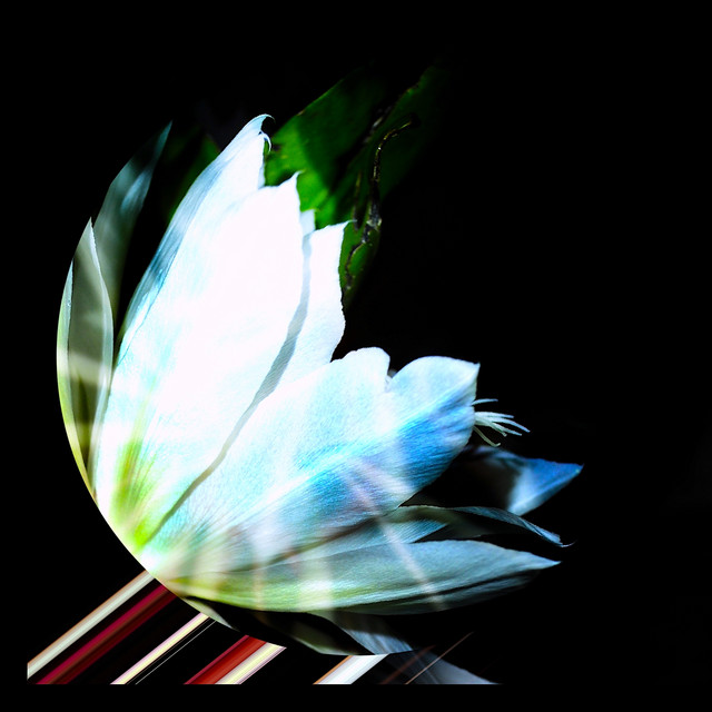 TiHKAL002 cover art