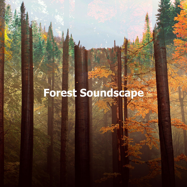 Forest Soundscape ! ! ! ! ! ! - Album by Forest Soundscapes | Spotify