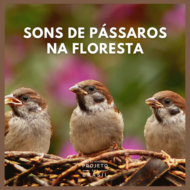 Sons de Pássaros na Floresta cover art