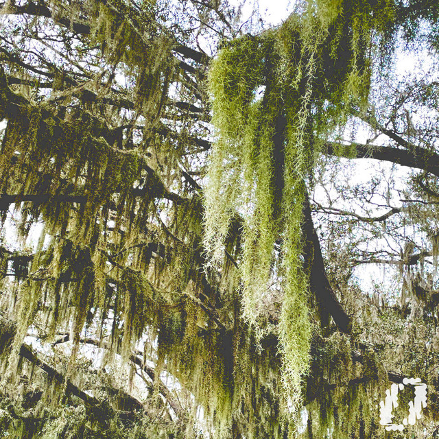 GROVE DELUXE cover art