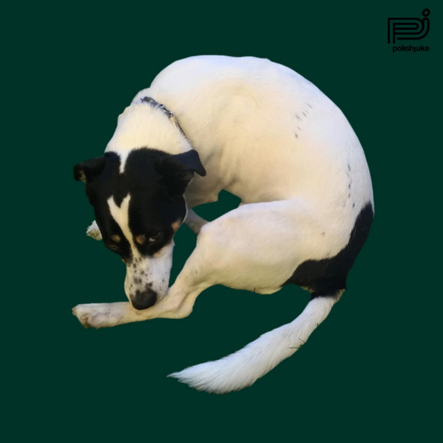 Dog Sign Stories cover art