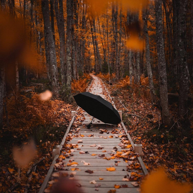 Cover art: My Autumn — Aleksandr Koshylev