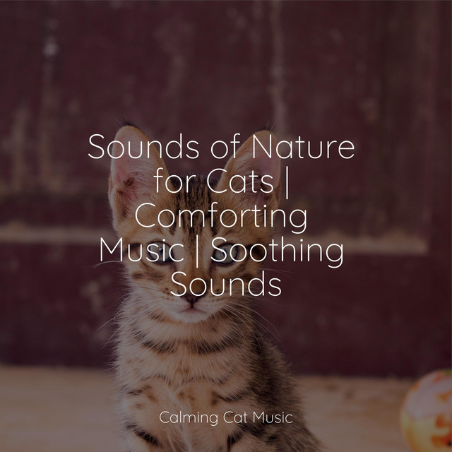 Sounds of Nature for Cats | Comforting Music | Soothing Sounds - Album ...