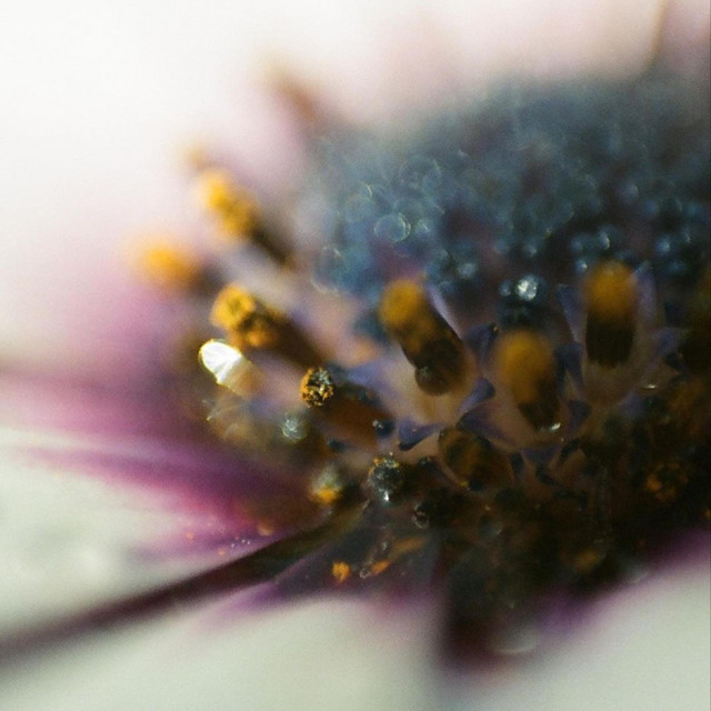Homage to the Bee cover art