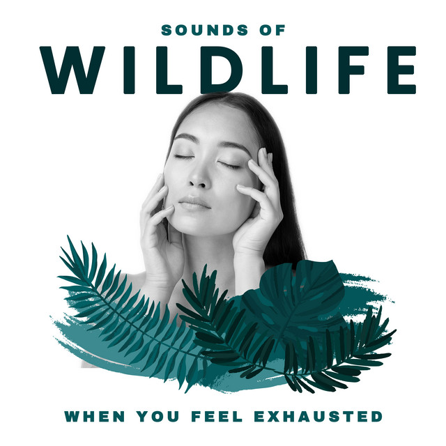 Sounds of Wildlife When You Feel Exhausted. Natural Energy Generator ...